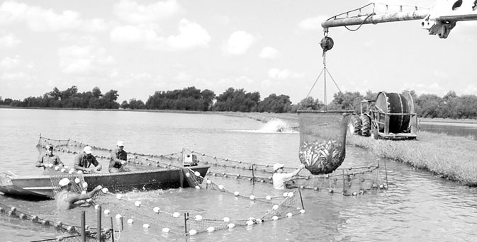 Catfish-farming-in-Southern