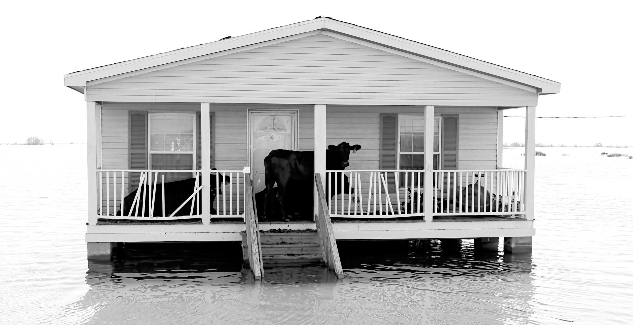 A cow seeks shelter from the flooding in Plaquemines Parish caused by Hurricane Isaac in 2012. Photo courtesy of P.J. Hahn, Pelican Coast Consulting