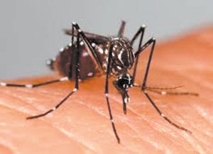 An adult Aedes aegypti mosquito having a blood meal