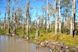 There are few young trees in an unhealthy area of the Maurepas Swamp. It is suffering from a lack of freshwater from natural flooding and from the penetration of saltwater through canals dug for logging. If nothing is done, scientists say the forest will become open water over time.